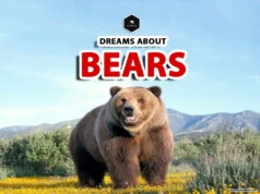 Bear Dream Meaning: What Does It Mean to Dream About Bears? what do bears mean in dreams