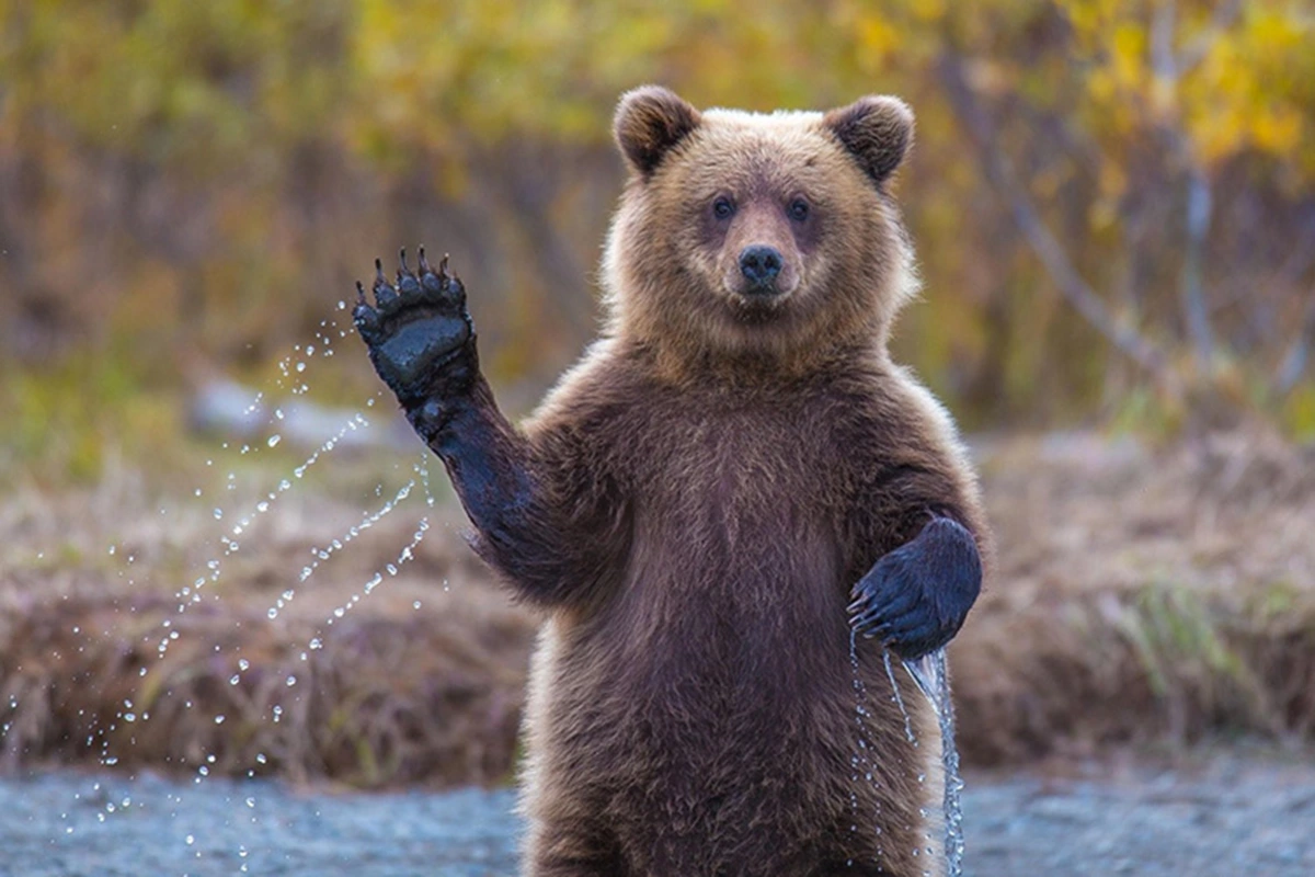 Dreaming of a Friendly Bear