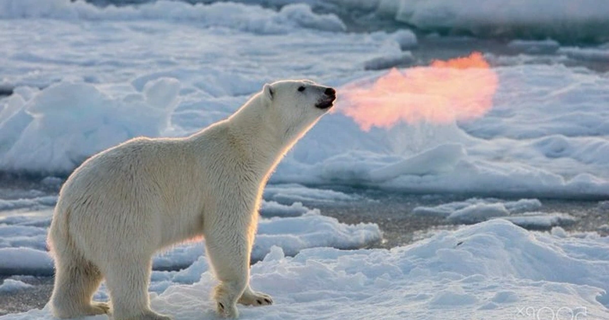 Dreaming of a Polar Bear