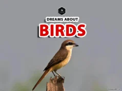 Bird Dream Meaning: What Your Dreams About Birds Really Say dreams about birds meaning