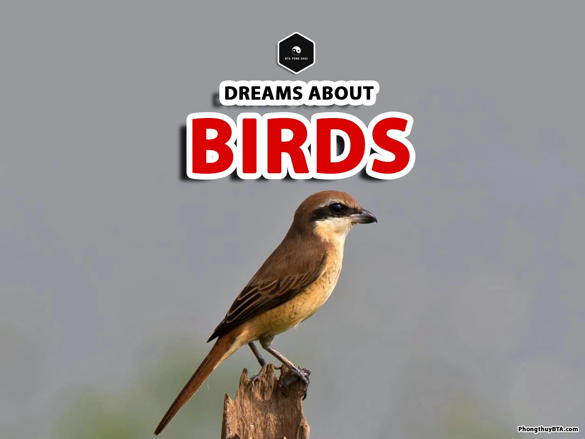dreams about birds meaning