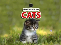 Cat Dream Meaning: Spiritual and Symbolic Insights dreamed about a cat