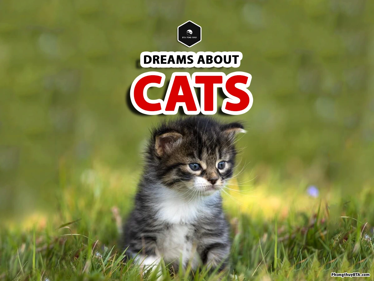 dreamed about a cat