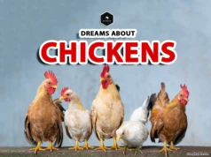 Chicken Dream Meaning: Spiritual Insights and Interpretations dream of chicken