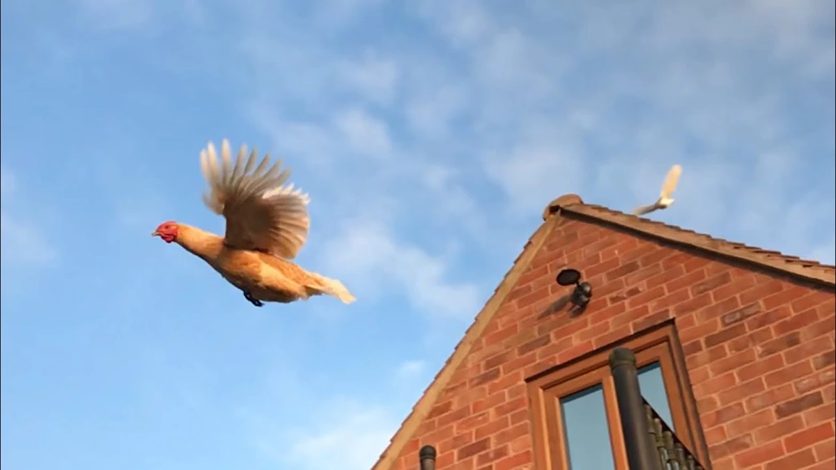 dream interpretation of chicken