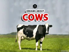 Cow Dream Meaning: Spiritual Insights & Symbolism dreaming with cows