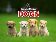 Dog Dream Meaning: Spiritual Insights and Symbolism meaning of dreams with dogs