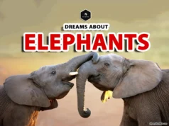 Elephant Dream Meaning: What your elephant dreams reveal dreaming with elephants