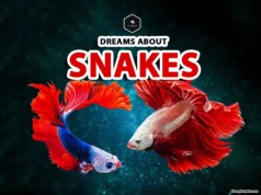 What Does It Mean When You Dream About Fish? dream meaning about fish