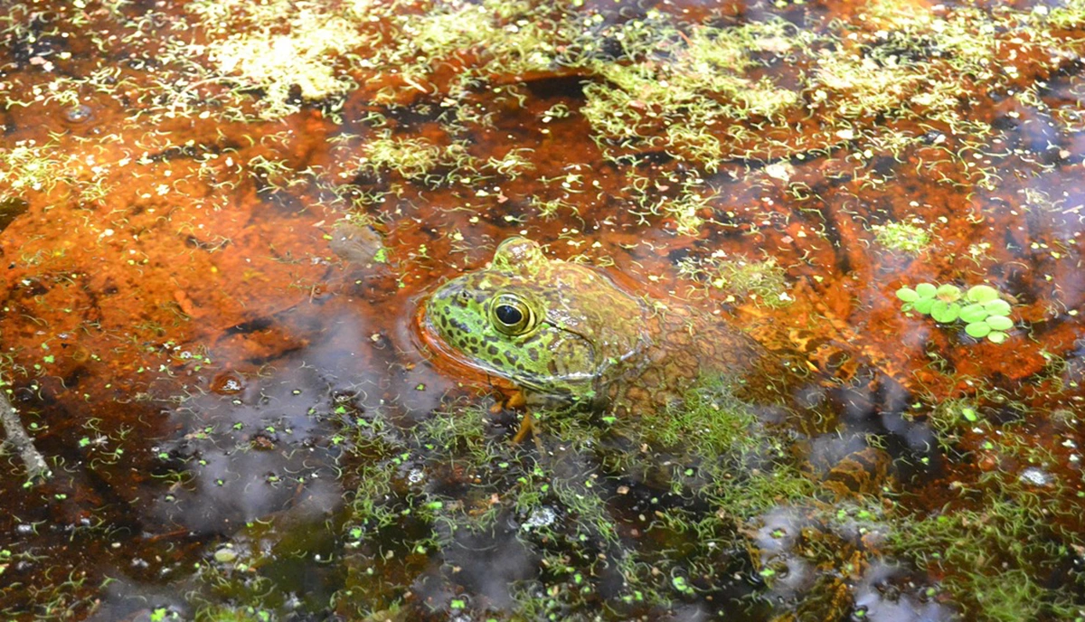 dream analysis frogs