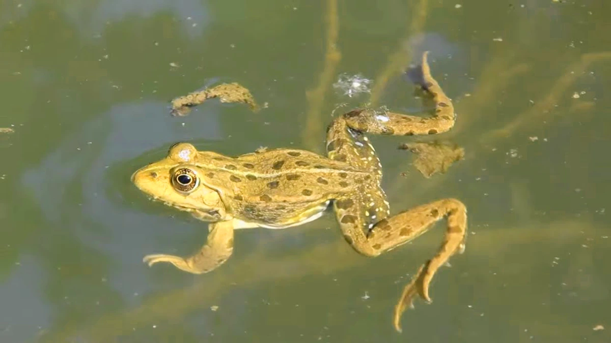 what does a frog mean in a dream