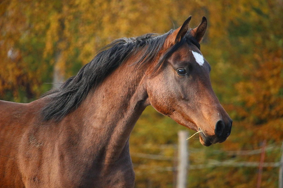 Dreaming of a Brown Horse