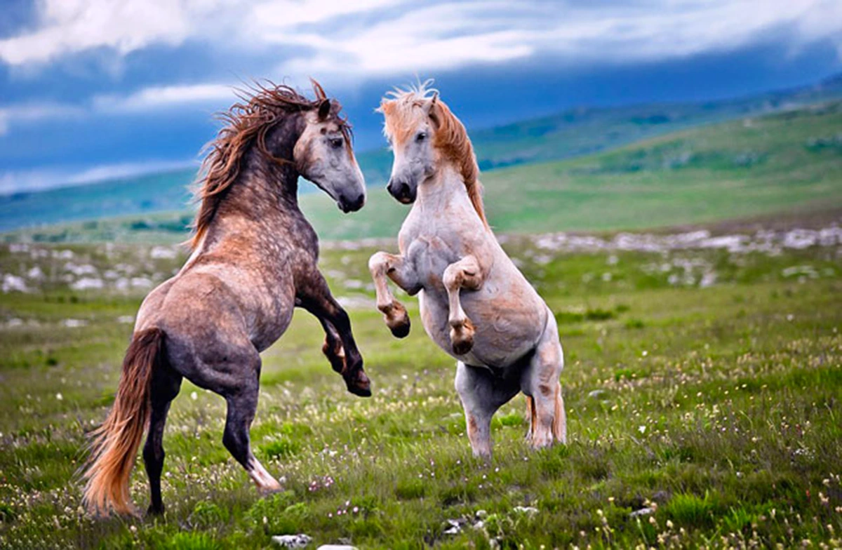 Dream of a Horse Attacking