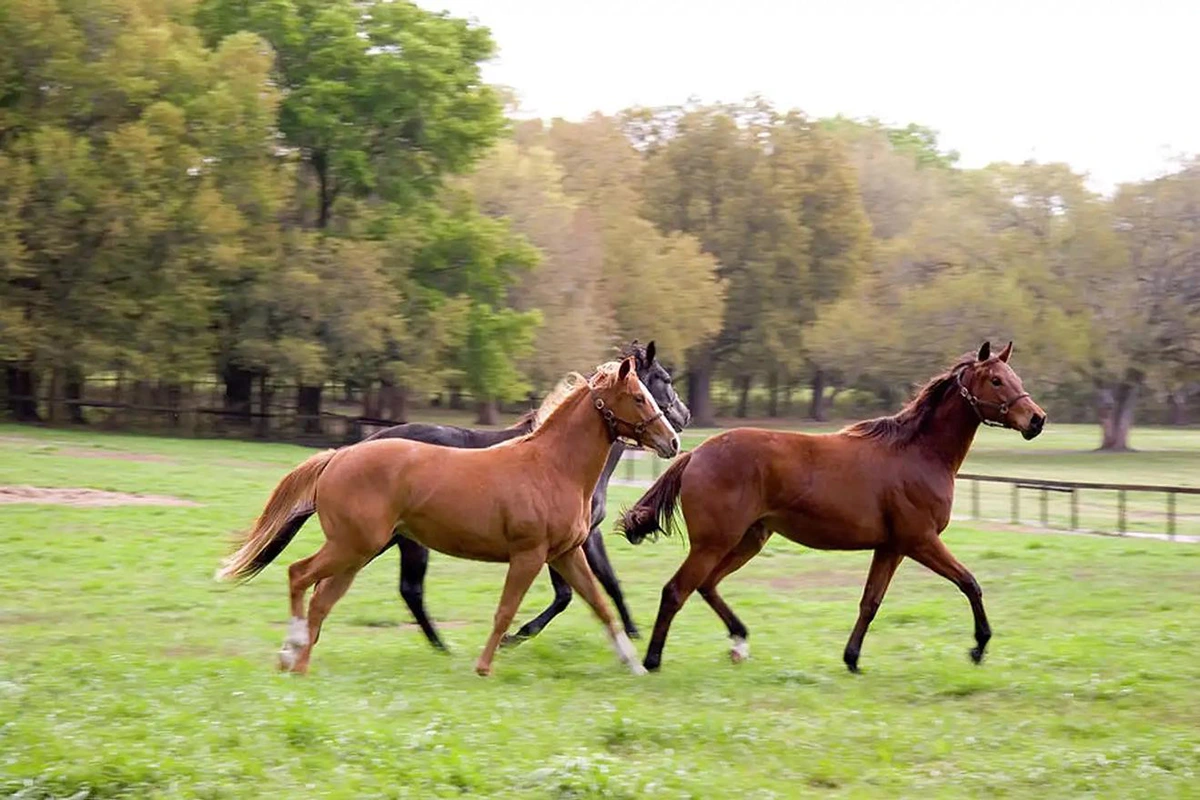 Cultural and Spiritual Interpretations of Horses in Dreams