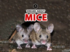 Mouse Dream Meaning: Spiritual Insights and Symbolism dreaming of mice