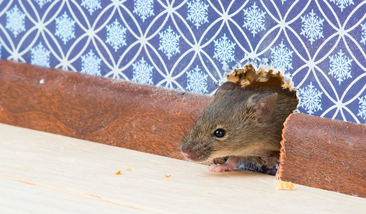 dream about mice in house