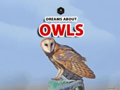 Owl Dream Meaning: Unraveling the Symbolism of Owls in Dreams owl dream meaning