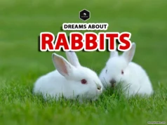 Dreaming About Rabbits? Discover Their Hidden Meaning bunny rabbit dream