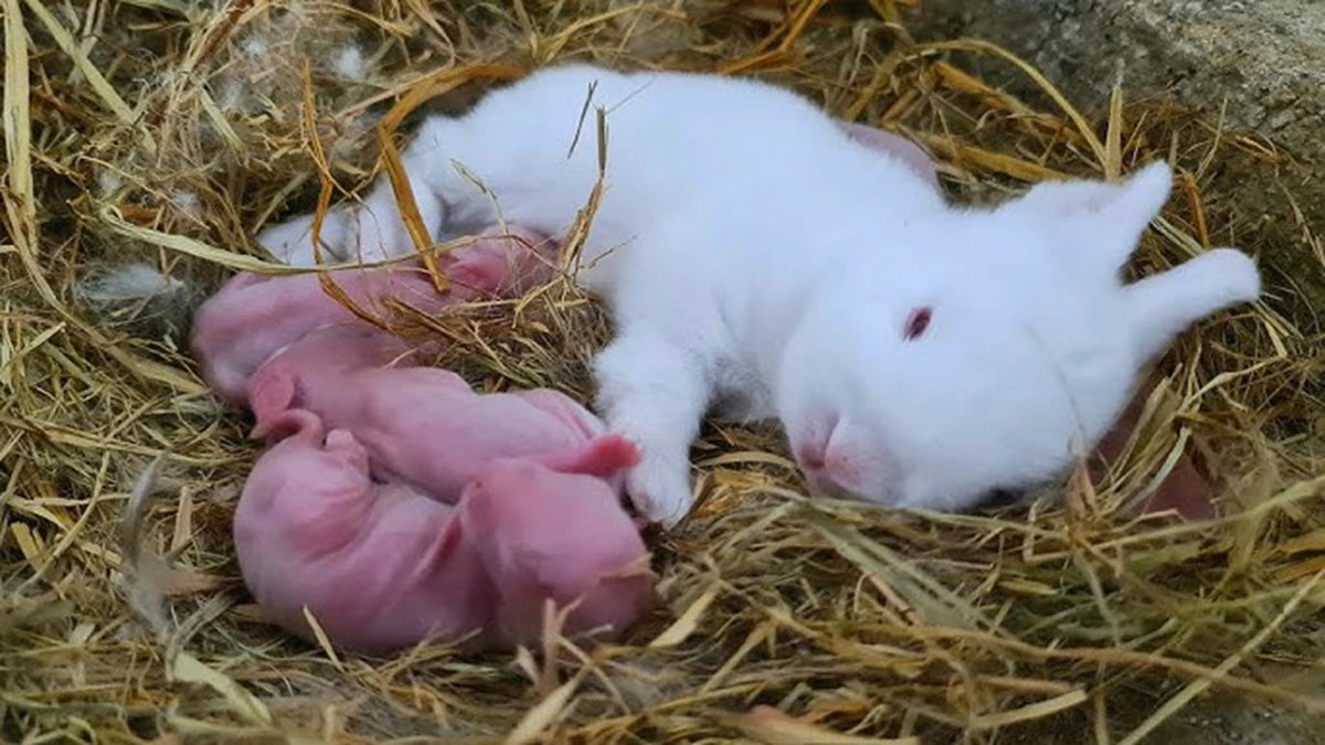 Dreaming of a Rabbit Giving Birth
