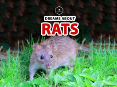 Rat Dream Meaning: What does it mean when you Dream About Rats? dreaming of a rat means