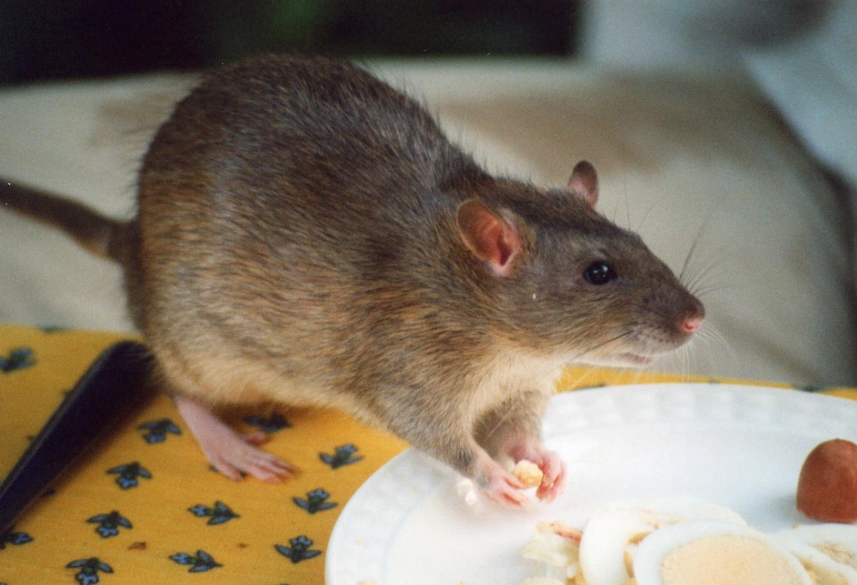 dreaming of rats in the house