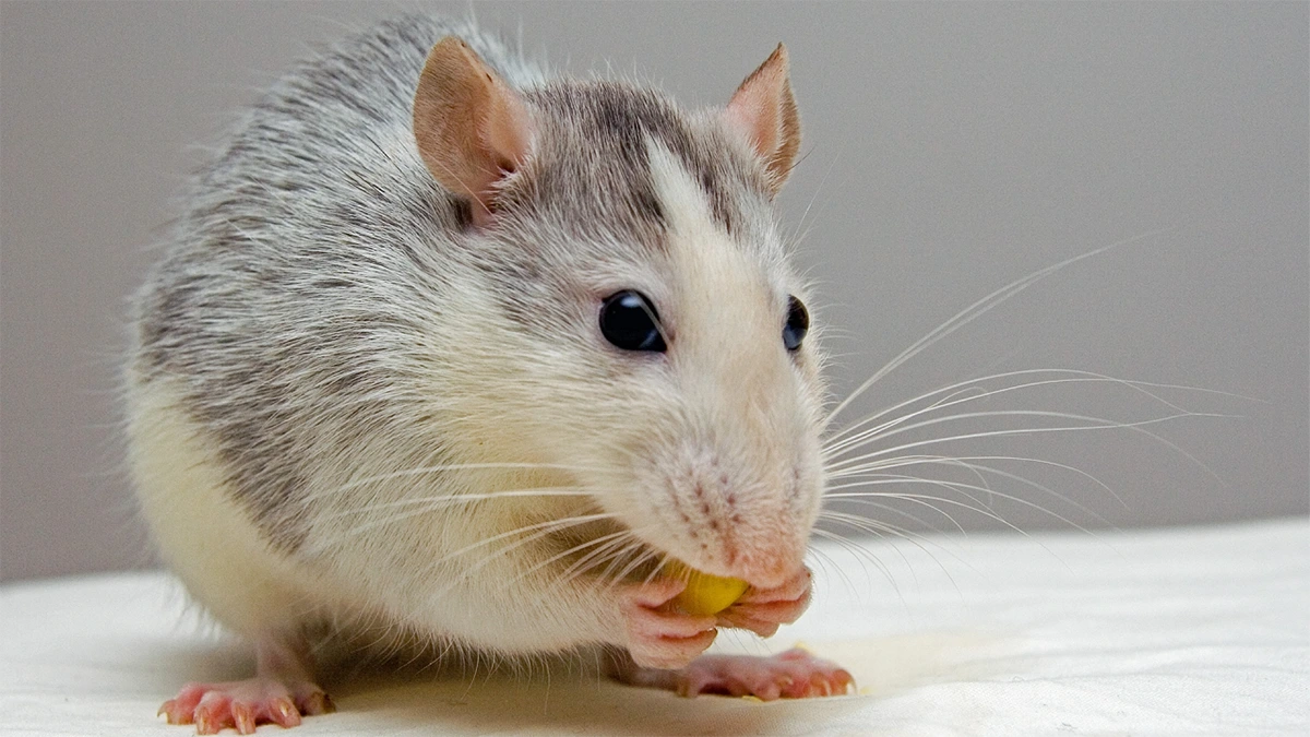 what does it mean when you dream about rats