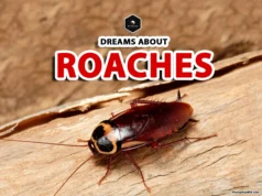 Dreams With Cockroaches: Unlocking Their Hidden Meaning dreamed about cockroaches