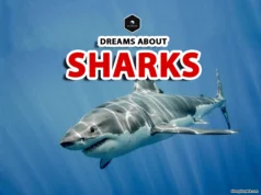 Shark Dream Meaning: Spiritual Insights and Symbolism shark in dream meaning