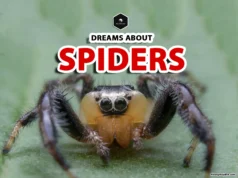 Spider Dream Meaning: Unraveling Their Spiritual Significance Dreams about Spiders