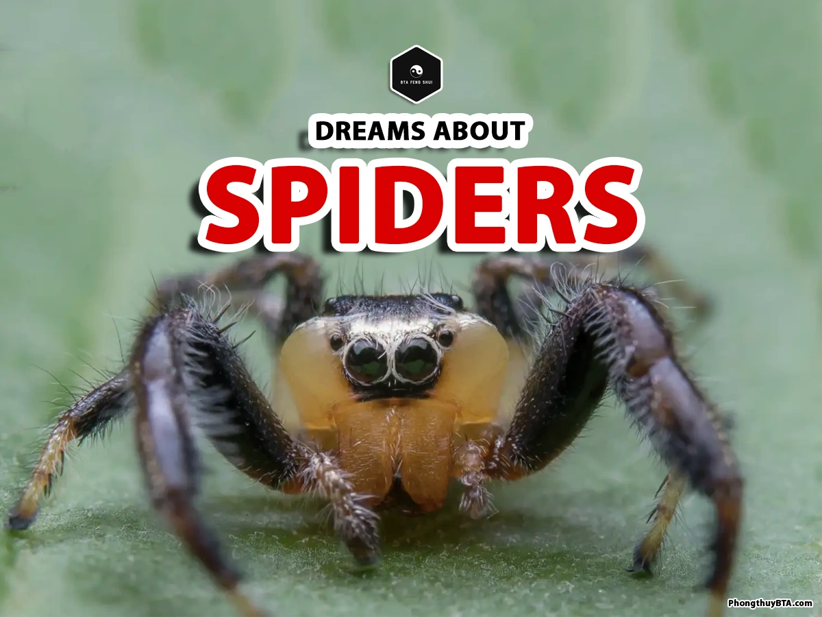 Dreams about Spiders