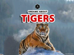 Tiger Dream Meaning: What Your Subconscious Is Revealing meaning of dreaming a tiger