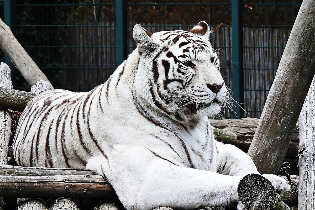 Dreaming of a White Tiger