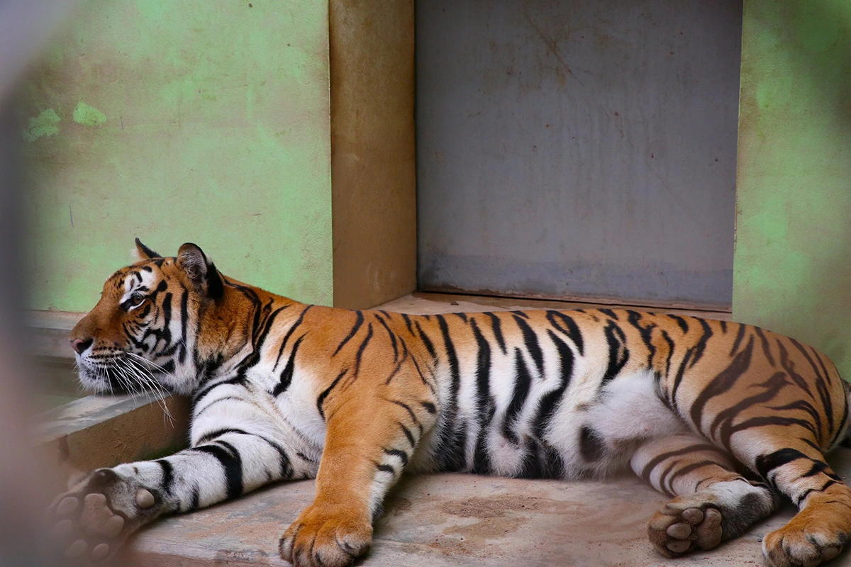 symbolism of tiger in dreams