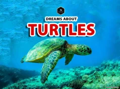 Dreaming of Turtles: Meaning and Spiritual Insights dreaming turtles interpretation