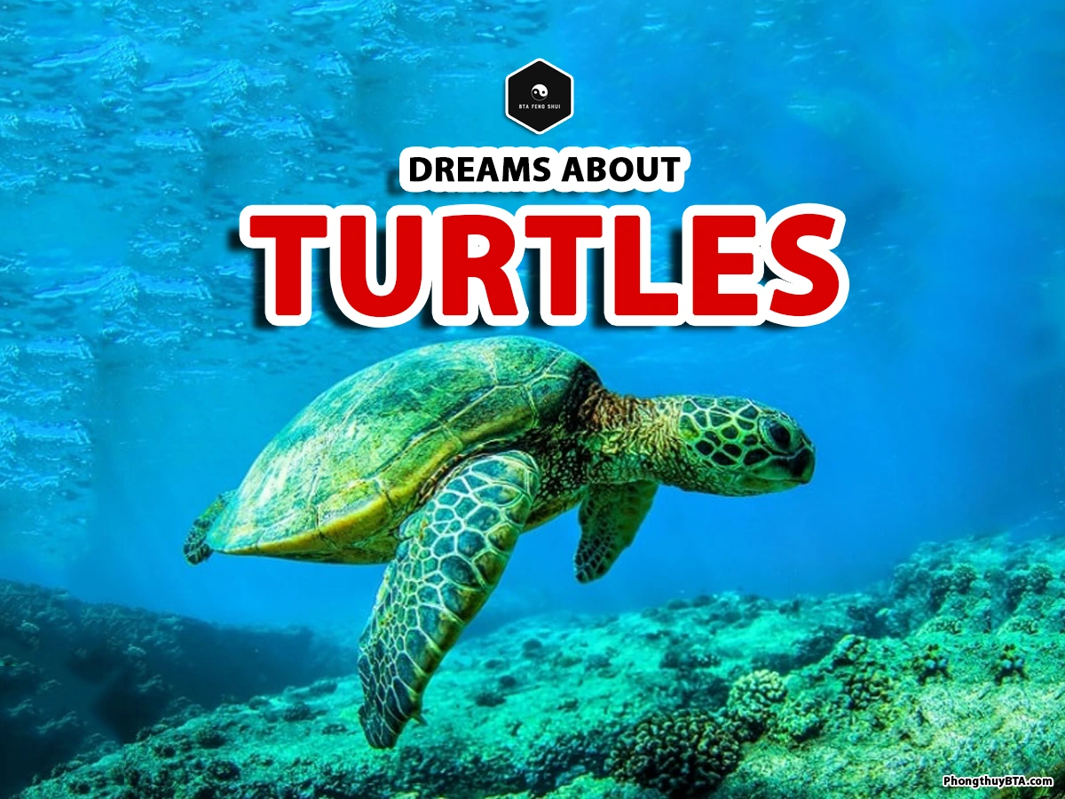 dreaming turtles interpretation
