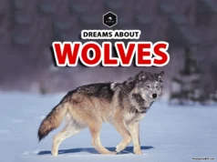 Dreams About Wolves: Discover the True Meaning of Wolf Dreams wolf dream meaning