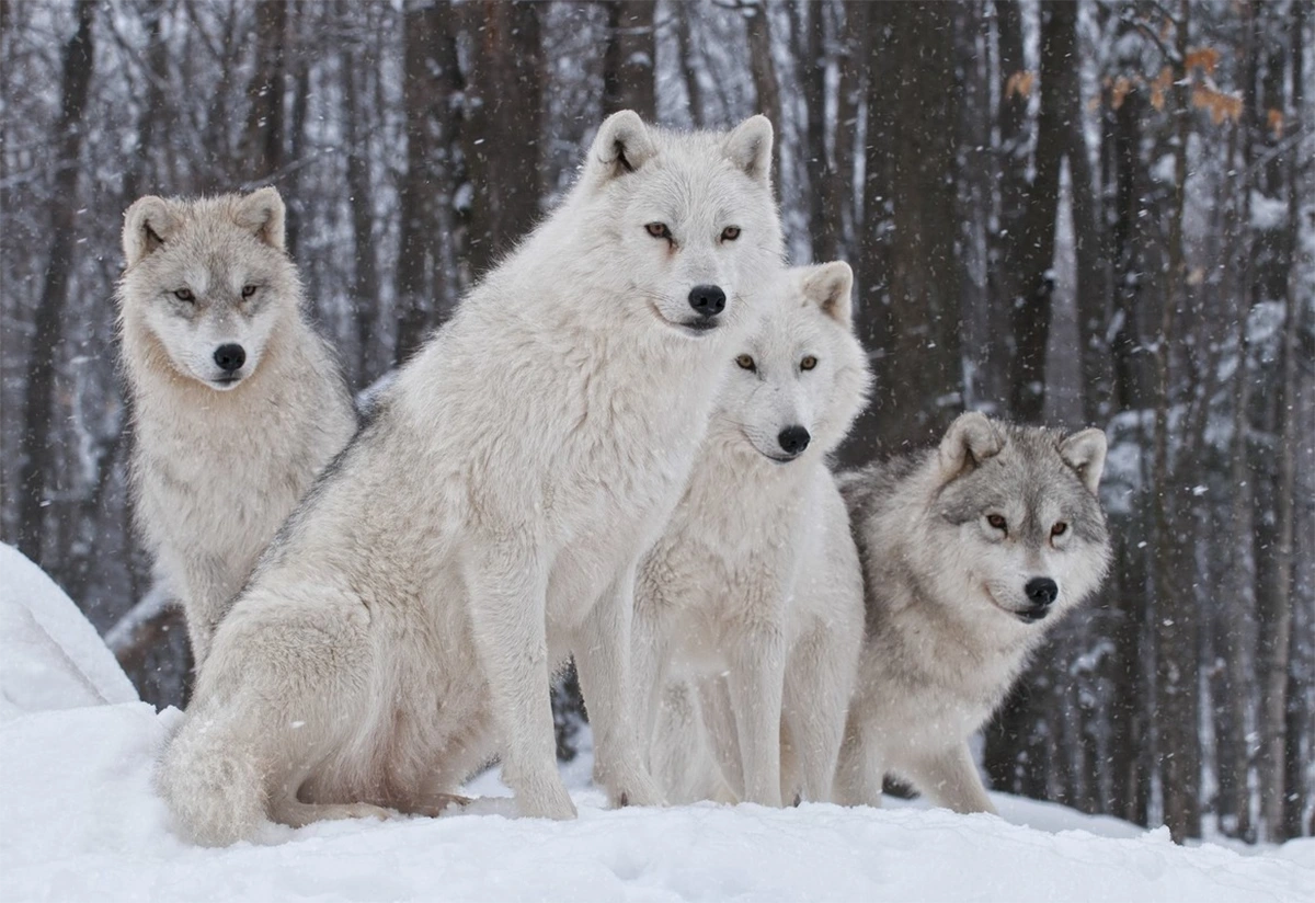 dream of white wolf