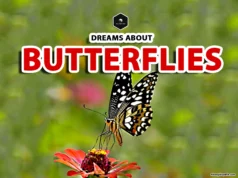 Butterfly Dream Meaning: Spiritual Insights and Symbolism dreaming with butterflies