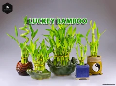 Lucky Bamboo Care: What Most People Overlook in Feng Shui Lucky Bamboo Plant