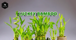 Lucky Bamboo Care: What Most People Overlook in Feng Shui Lucky Bamboo Plant