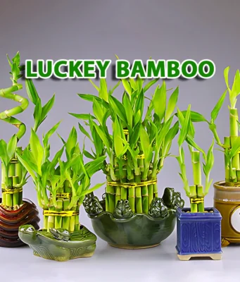 Lucky Bamboo Care: What Most People Overlook in Feng Shui Lucky Bamboo Plant