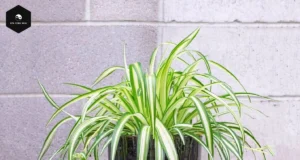 Spider Plant Care and Feng Shui Tips for a Thriving Home Spider Plant