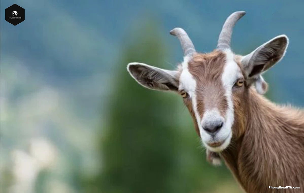 Tính Cách Người Sinh Năm 1955