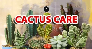 Cactus Plant Care: How to Take Care of a Cactus Indoors cactus plant care