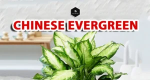 Chinese Evergreen: Ultimate Care Guide for Aglaonema chinese evergreen care