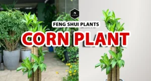 Corn Plant Care: Ultimate Guide to Dracaena Fragrans corn plant - dracaena fragrans