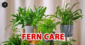 Ultimate Guide to Fern Care: Indoor & Outdoor Tips fern plant care