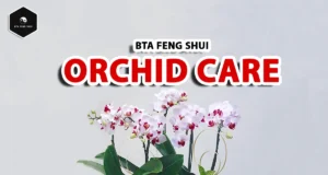 Ultimate Orchid Care Guide: Tips for Vibrant Blooms how to care for orchids