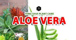 How to Care for an Aloe Vera Plant (Feng Shui for Beginners) Aloe Vera Plant