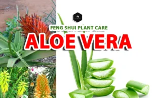 How to Care for an Aloe Vera Plant (Feng Shui for Beginners) Aloe Vera Plant